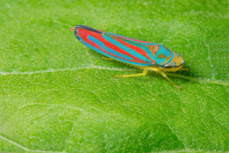 Detailed macro of candy-striped leafhopper on green leaf - vivid blue and red stripes on insect with an almost 3-d pattern look - royalty free stock photography Detailed macro of candy-striped leafhopper on green leaf - vivid blue and red stripes on insect with an almost 3-d pattern look - royalty free stock photography