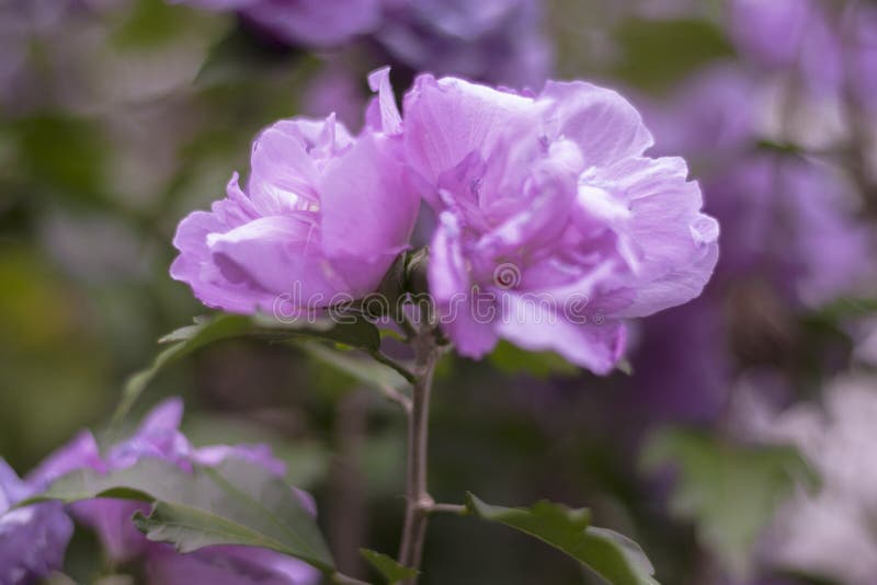 Detailed macro of wild flower in nature in pink or purple colors royalty free stock photo Detailed macro of wild flower in nature in pink or purple colors royalty free stock photo