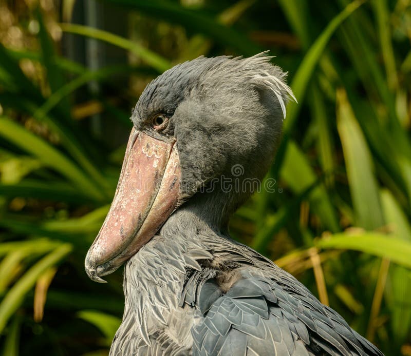 horse shoebill horse shoebill