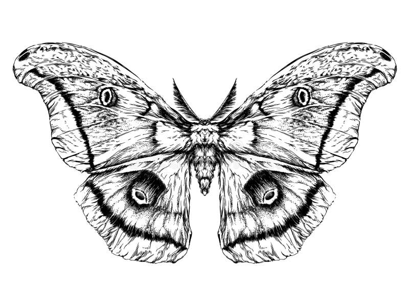 stock illustration detailed realistic sketch butterfly moth image