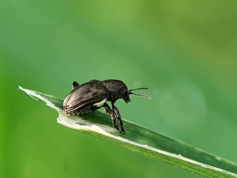 Detailed shot of a dark weevil perched on a vibrant green leaf in nature. royalty free stock photos