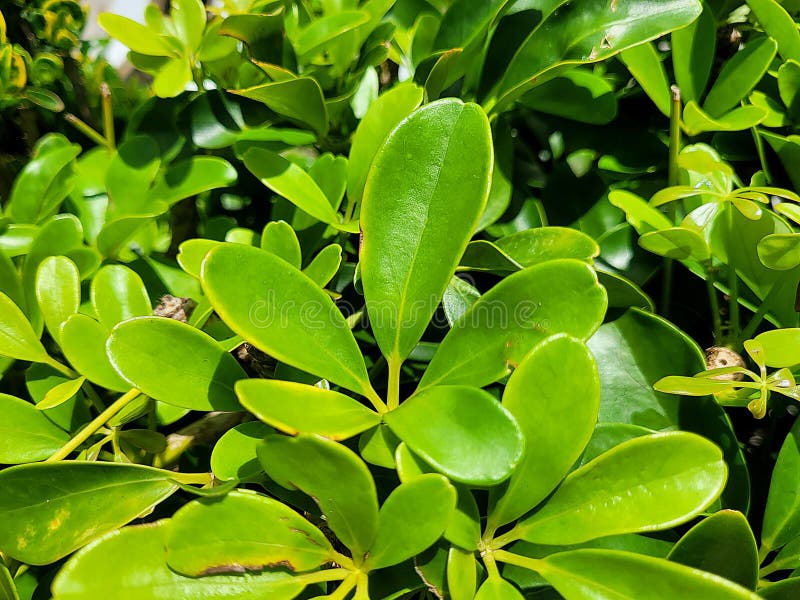 Detailed Shot of Dwarf Umbrella Tree Foliage, Highlighting the Natural Green Hue and Leaf stock photography
