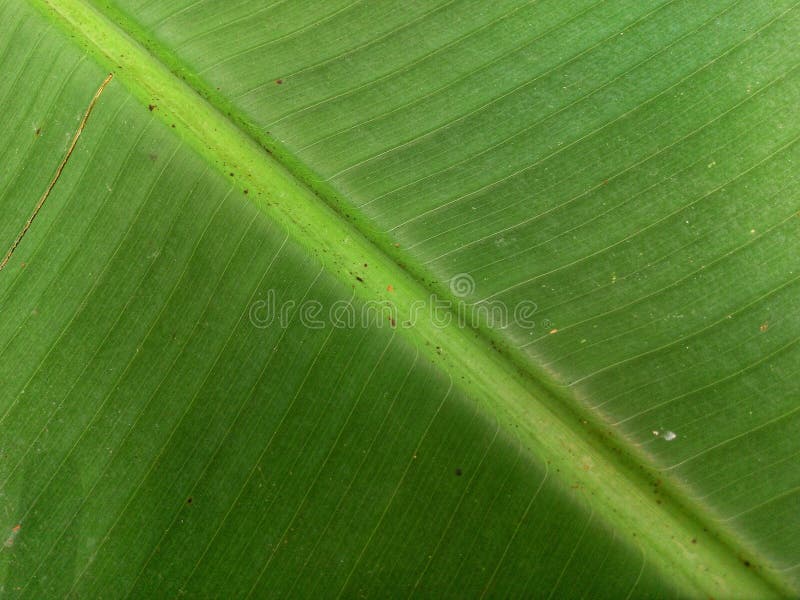 Detailed shot of a fresh green leaf, highlighting its ribbed texture and central stem royalty free stock photography
