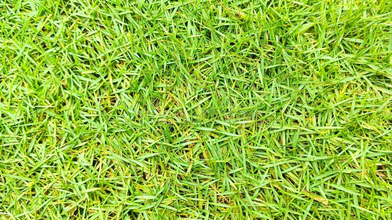 Detailed shot of grass blades under sunlight stock photo