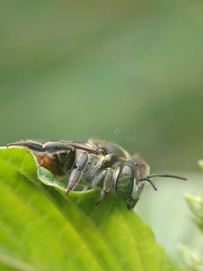 Detailed shot of Megachile rotundata, a solitary bee species essential for alfalfa crop pollination stock image