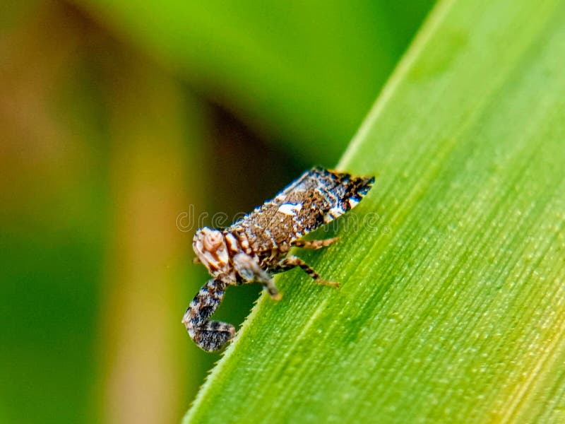 Detailed shot of a planthopper on a vibrant green leaf, showcasing its unique form. royalty free stock images