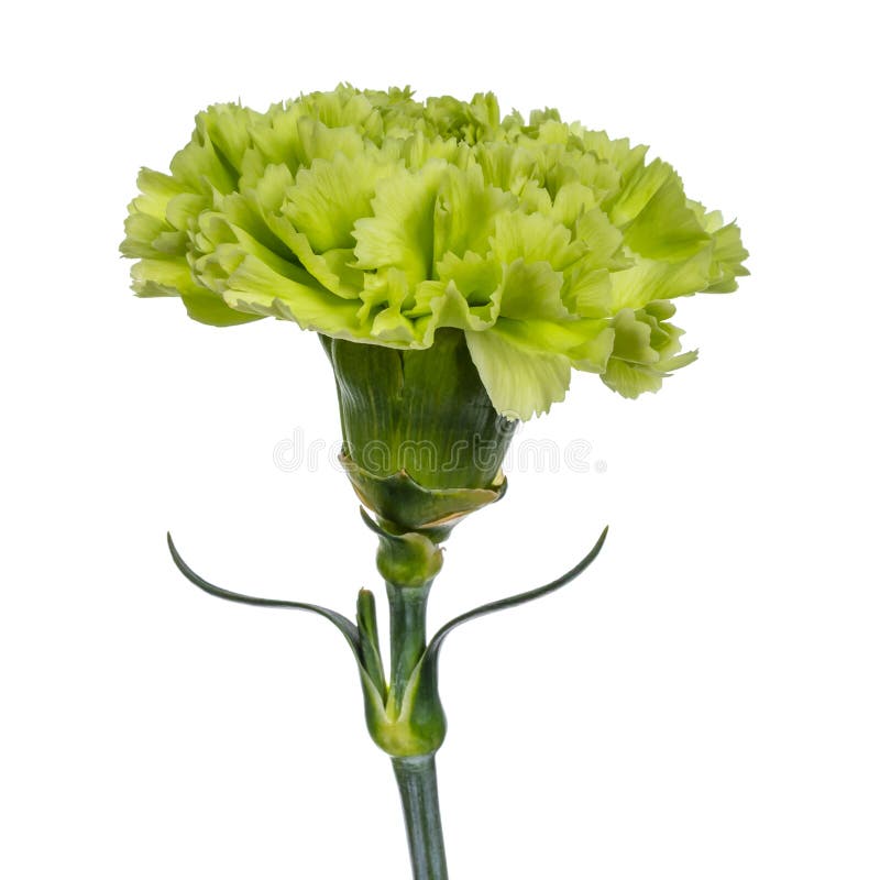 Bulk Wholesale Flowers Carnations - Petaljet