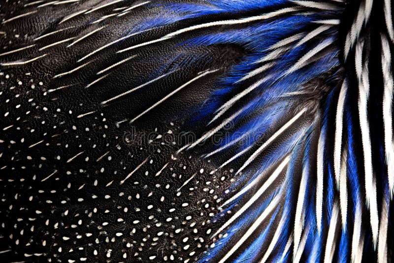 Detailed texture of white and blue pheasant feathers. background and texture stock photos