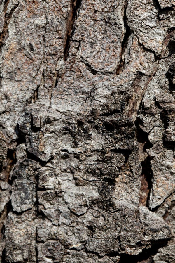 A Detailed and Textured CloseUp of Tree Bark Ideal for Nature and Texture Studies. A highly detailed closeup view of bark texture, showcasing intricate natural patterns and various earthy tones