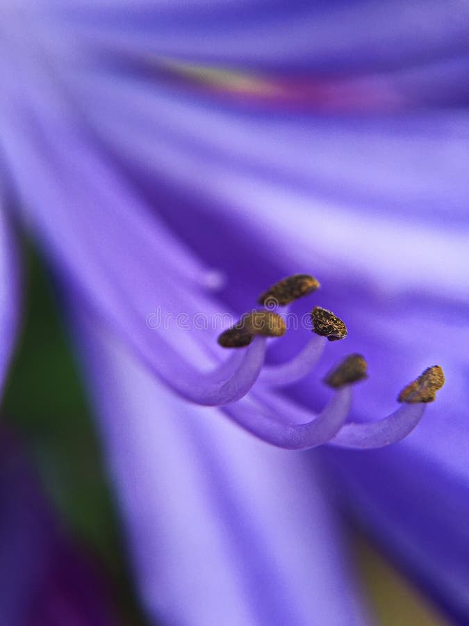 Dettagliato da tropicale lavanda colorato fiore crea interessante astratto effetto.