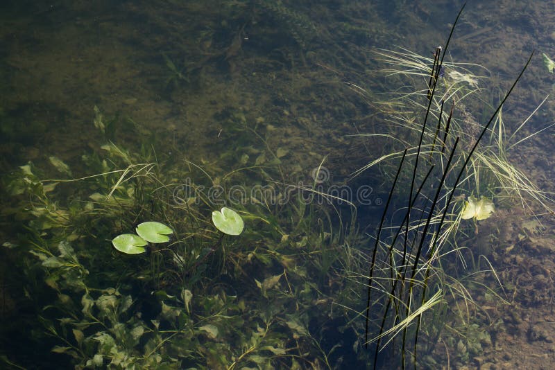 Aquatic Flora In Freshwater Lake Stock Image - Image of fish, ecosystem