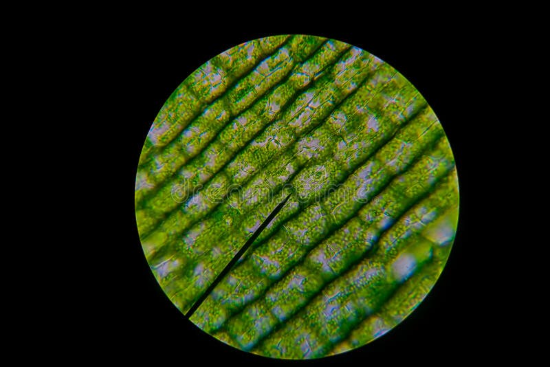 Elodea leaf cell diagram