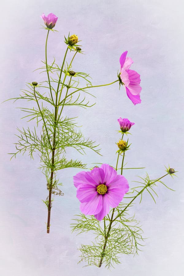 Detailed view of pink Cosmos flowers .