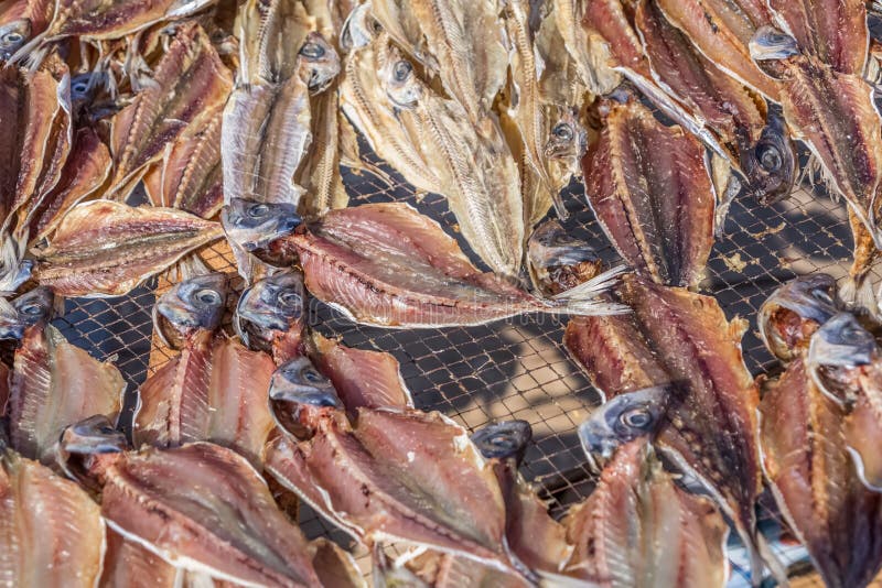 Detailed view of sardines drying in the sun on fishing nets royalty free stock image Detailed view of sardines drying in the sun on fishing nets royalty free stock image