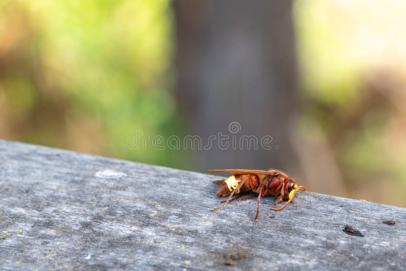 Detailed view of small orange insect moving over rough stone surface, Sharpfocus photograph capturing tiny orange insect crawling royalty free stock photos