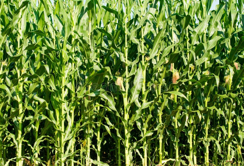 Detailed view of still unripe maize plants