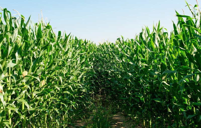 Detailed view of still unripe maize plants