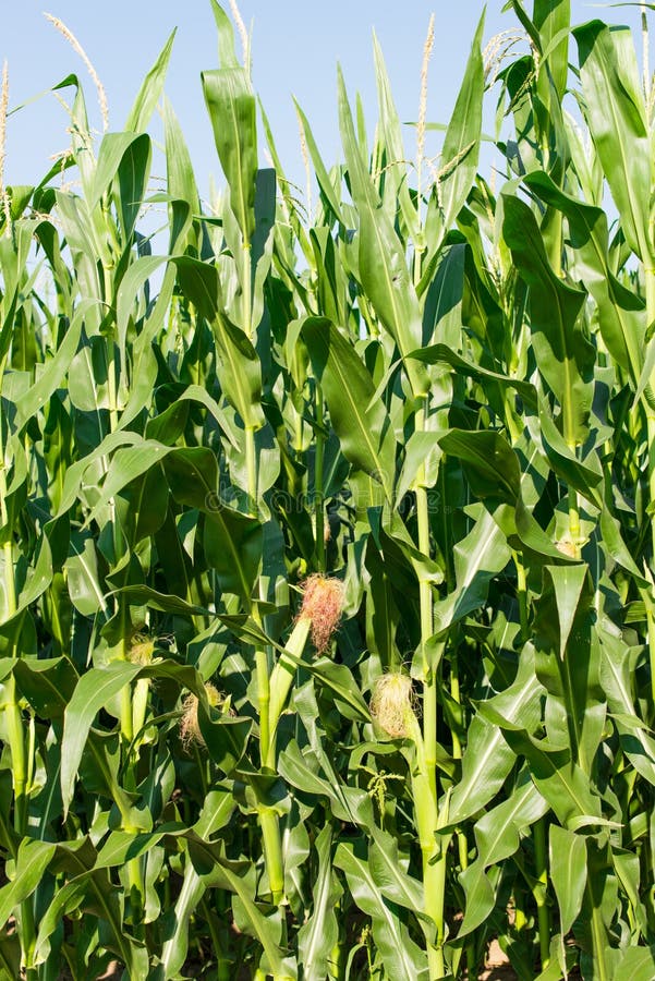 Detailed view of still unripe maize plants