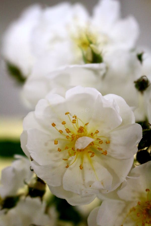 Detailed Viw of Delicate, Tiny White Roses in Bloom Stock Photo Image