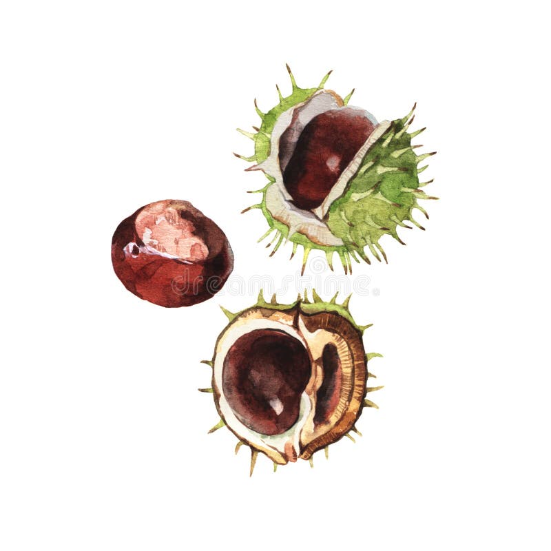 Detailed watercolour illustrations of chestnuts