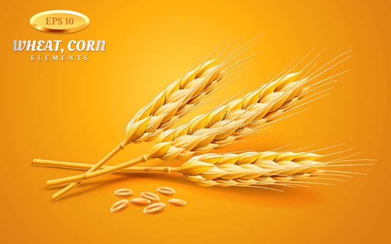 Detailed wheat ears, oats or barley isolated on a yellow background. Natural ingredient element. Healthy food or