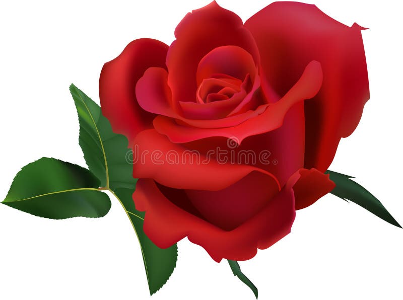 Detaillierte Abbildung einer blühenden roten Rose in voller Blüte, begleitet von grünen Blättern. Die Farben und vektor abbildung
