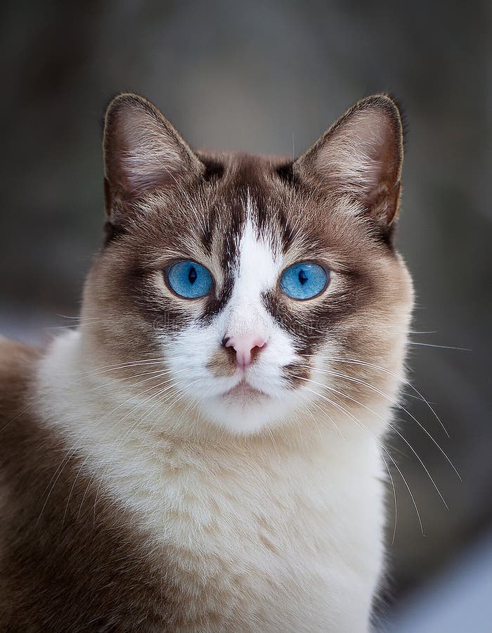 Detaillierte Ansicht der Schneeschuhkatze stock abbildung