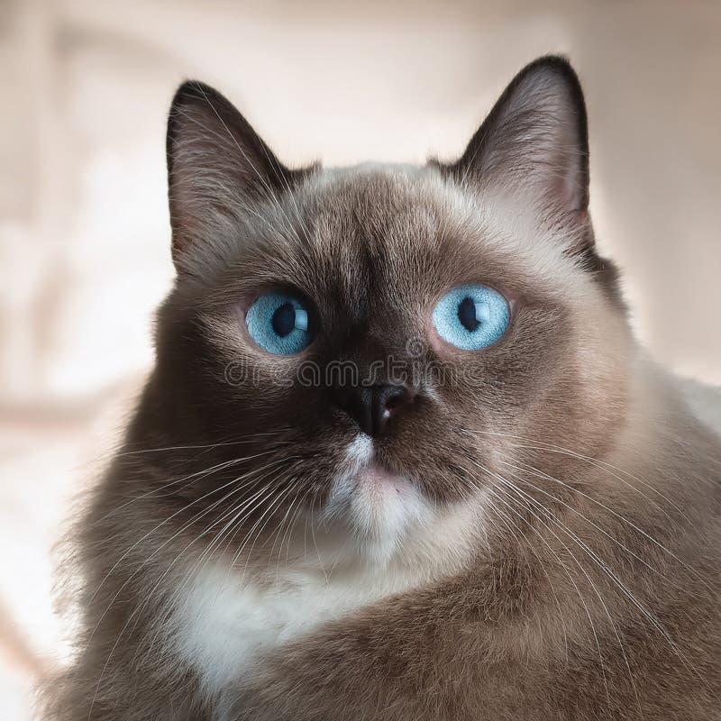 Detaillierte Ansicht der Schneeschuhkatze vektor abbildung