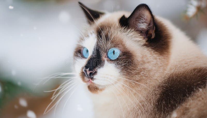 Detaillierte Ansicht der Schneeschuhkatze vektor abbildung