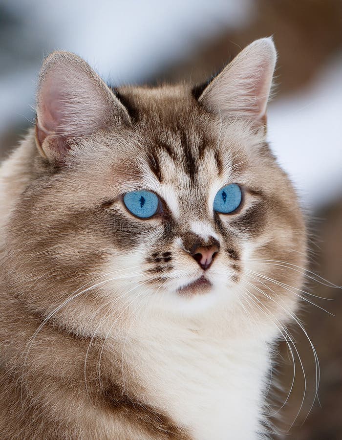 Detaillierte Ansicht der Schneeschuhkatze stock abbildung
