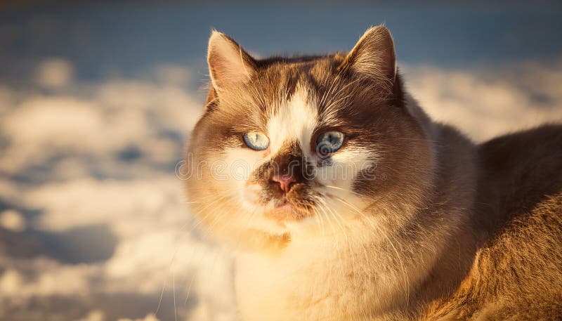 Detaillierte Ansicht der Schneeschuhkatze vektor abbildung