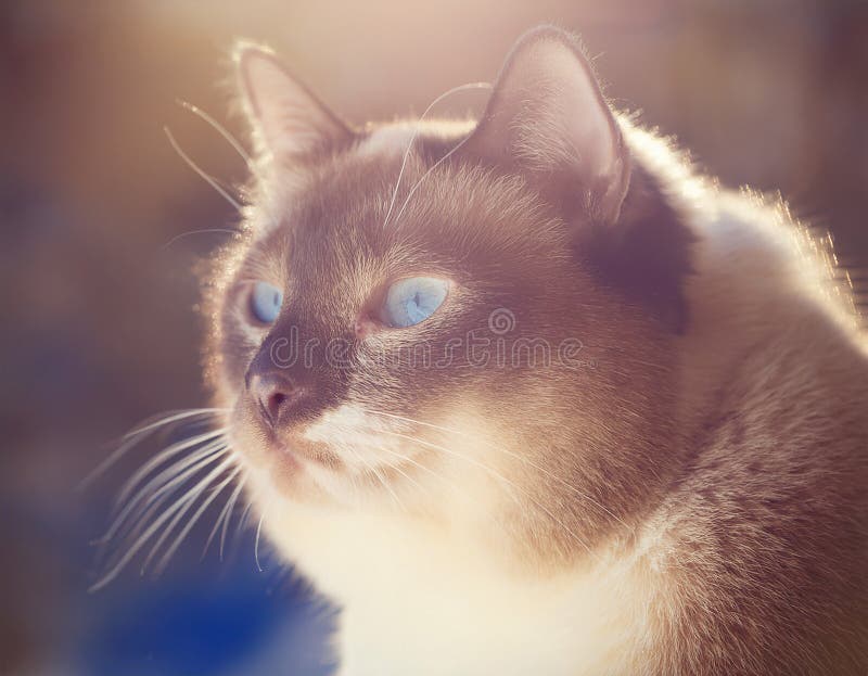 Detaillierte Ansicht der Schneeschuhkatze vektor abbildung