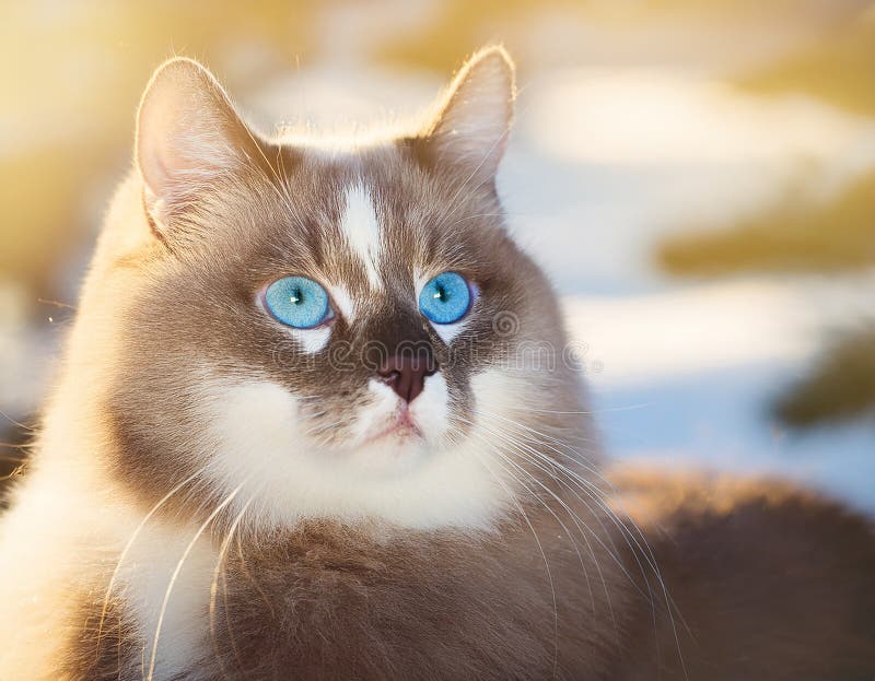 Detaillierte Ansicht der Schneeschuhkatze lizenzfreie abbildung