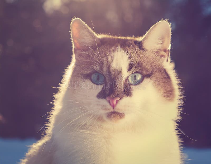 Detaillierte Ansicht der Schneeschuhkatze lizenzfreie abbildung