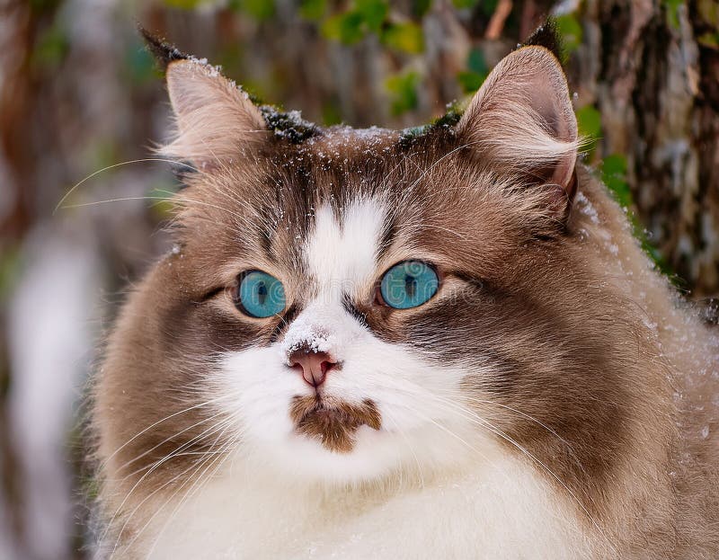 Detaillierte Ansicht der Schneeschuhkatze stock abbildung