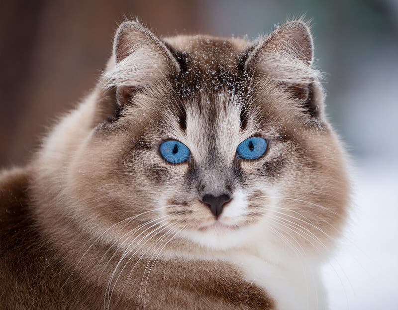 Detaillierte Ansicht der Schneeschuhkatze stock abbildung