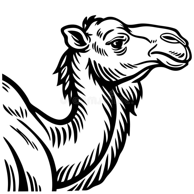 Detaillierte Camel Head Illustration in fett Line Art Style für Tattoo und Educational Use vektor abbildung