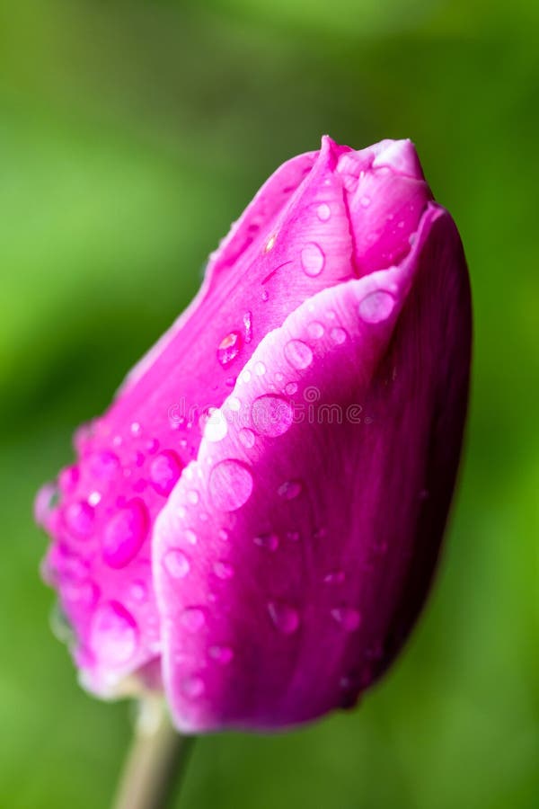 Detaillierte Makroansicht einer lebhaften rosa Tulpe mit Wassertröpfchen stockfotos