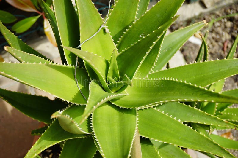 Detaillierte Schließung einer Aloe Vera Pflanze, die ihre strukturierten Blätter und die sukkulente Natur hervorhebt. Perfekt für lizenzfreies stockbild