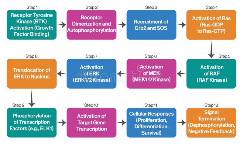 Detailliertes Vektordiagramm für mapk oder rek signalisierende Pfade auf weißem Hintergrund für molekulare Biologie. lizenzfreie abbildung