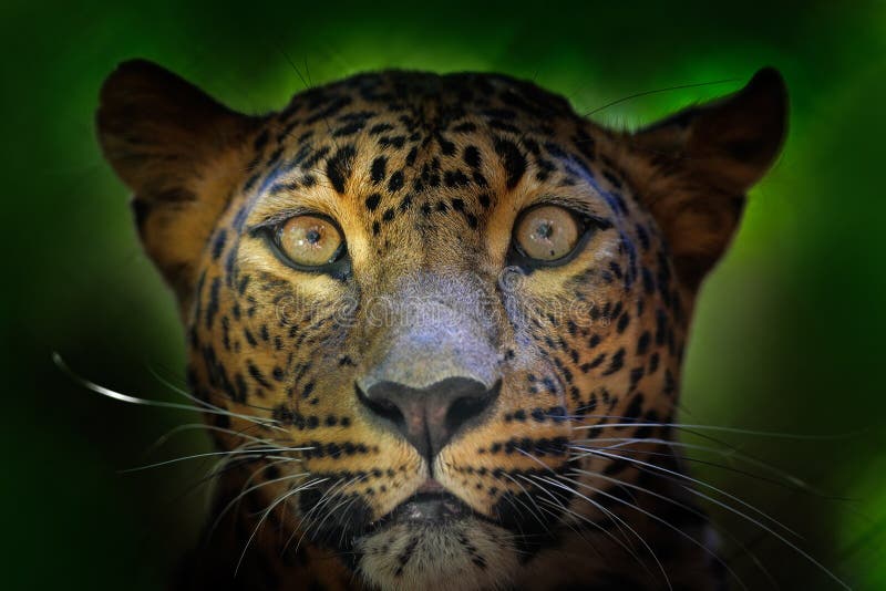 Detailporträt der Wildkatze Leopard Sri Lankan, Panthera pardus kotiya, große beschmutzte Katze, die auf dem Baum im Naturlebensr