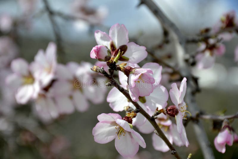 Details of Almond Tree Flowers Stock Image Image of details, nature