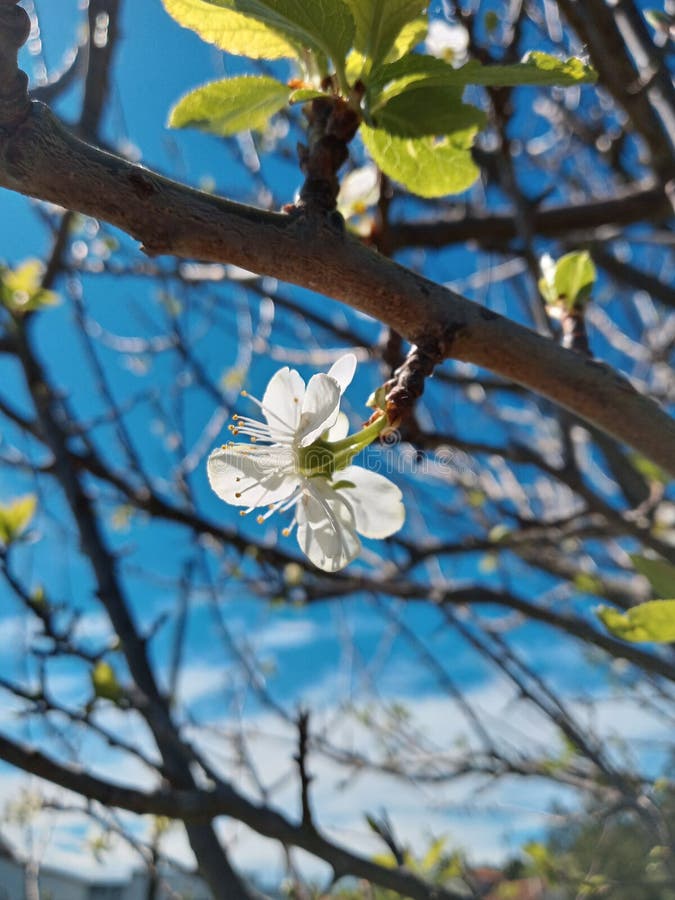 Details of the arboreal flowering in spring Cantabria