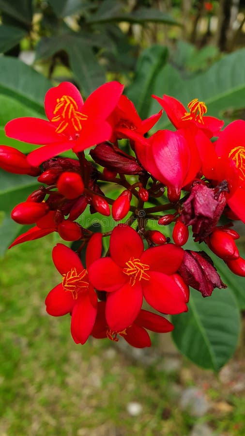Details of Bright Red Garden Flower Stock Photo Image of tropical