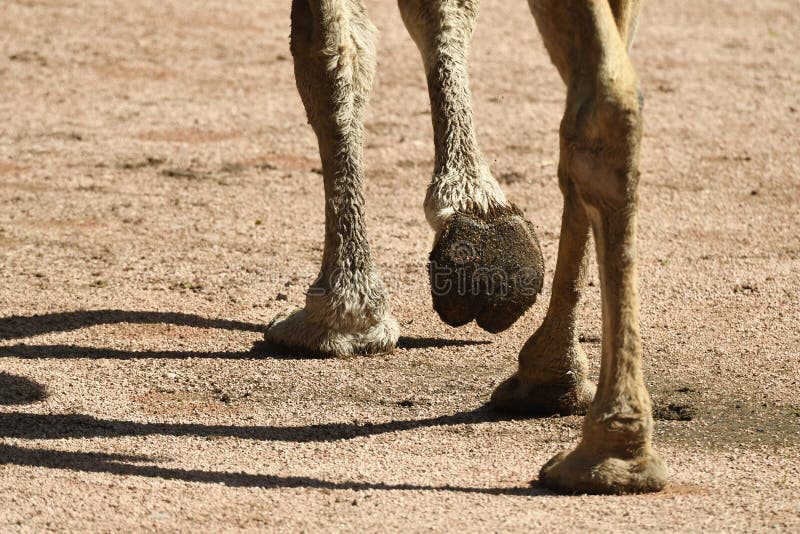 camels hooves