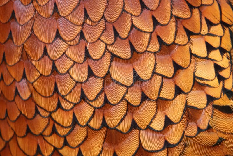 Detail of Common Pheasant plumage. The Common Pheasant (Phasianus colchicus), is a bird in the pheasant family (Phasianidae). It is native to Asia and has been widely introduced elsewhere as a game bird. In parts of its range, namely in places where none of its relatives occur such as in Europe (where it is naturalized), it is simply known as the pheasant. The word pheasant is derived from the ancient town of Phasis, the predecessor of the modern port city of Poti in Western Georgia. It is a well-known gamebird, among those of more than regional importance perhaps the most widespread and ancient one in the whole world. The Common Pheasant is one of the world's most hunted birds,it has been introduced for that purpose to many regions, and is also common on game farms where it is commercially bred. Ring-necked Pheasants in particular are commonly bred and were introduced to many parts of the world. Detail of Common Pheasant plumage. The Common Pheasant (Phasianus colchicus), is a bird in the pheasant family (Phasianidae). It is native to Asia and has been widely introduced elsewhere as a game bird. In parts of its range, namely in places where none of its relatives occur such as in Europe (where it is naturalized), it is simply known as the pheasant. The word pheasant is derived from the ancient town of Phasis, the predecessor of the modern port city of Poti in Western Georgia. It is a well-known gamebird, among those of more than regional importance perhaps the most widespread and ancient one in the whole world. The Common Pheasant is one of the world's most hunted birds,it has been introduced for that purpose to many regions, and is also common on game farms where it is commercially bred. Ring-necked Pheasants in particular are commonly bred and were introduced to many parts of the world.