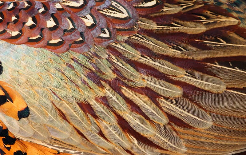 Detail of Common Pheasant plumage. The Common Pheasant (Phasianus colchicus), is a bird in the pheasant family (Phasianidae). It is native to Asia and has been widely introduced elsewhere as a game bird. In parts of its range, namely in places where none of its relatives occur such as in Europe (where it is naturalized), it is simply known as the pheasant. The word pheasant is derived from the ancient town of Phasis, the predecessor of the modern port city of Poti in Western Georgia. It is a well-known gamebird, among those of more than regional importance perhaps the most widespread and ancient one in the whole world. The Common Pheasant is one of the world's most hunted birds,it has been introduced for that purpose to many regions, and is also common on game farms where it is commercially bred. Ring-necked Pheasants in particular are commonly bred and were introduced to many parts of the world. Detail of Common Pheasant plumage. The Common Pheasant (Phasianus colchicus), is a bird in the pheasant family (Phasianidae). It is native to Asia and has been widely introduced elsewhere as a game bird. In parts of its range, namely in places where none of its relatives occur such as in Europe (where it is naturalized), it is simply known as the pheasant. The word pheasant is derived from the ancient town of Phasis, the predecessor of the modern port city of Poti in Western Georgia. It is a well-known gamebird, among those of more than regional importance perhaps the most widespread and ancient one in the whole world. The Common Pheasant is one of the world's most hunted birds,it has been introduced for that purpose to many regions, and is also common on game farms where it is commercially bred. Ring-necked Pheasants in particular are commonly bred and were introduced to many parts of the world.