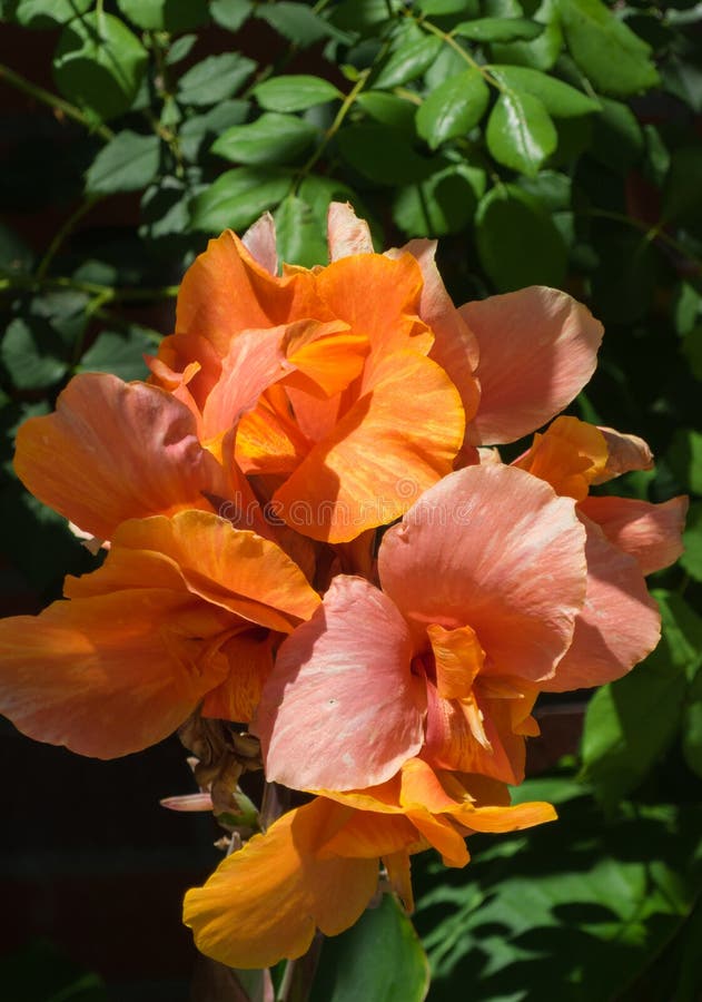 Peach Colored Flower Closeup Stock Photo Image of colored, anther