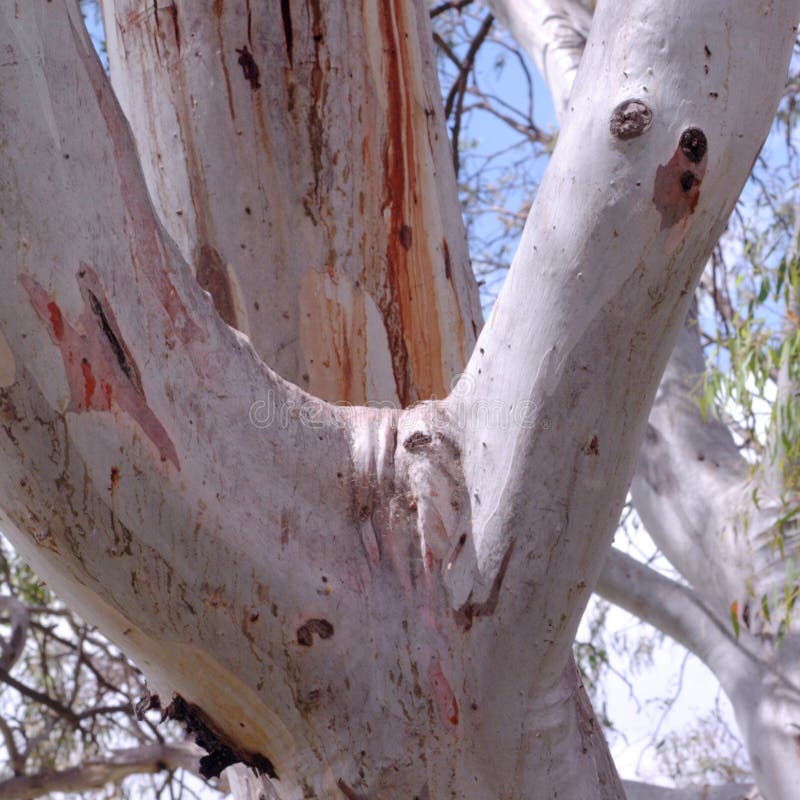 Details of eucalyptus bark stock photo. Image of colorful 107829580