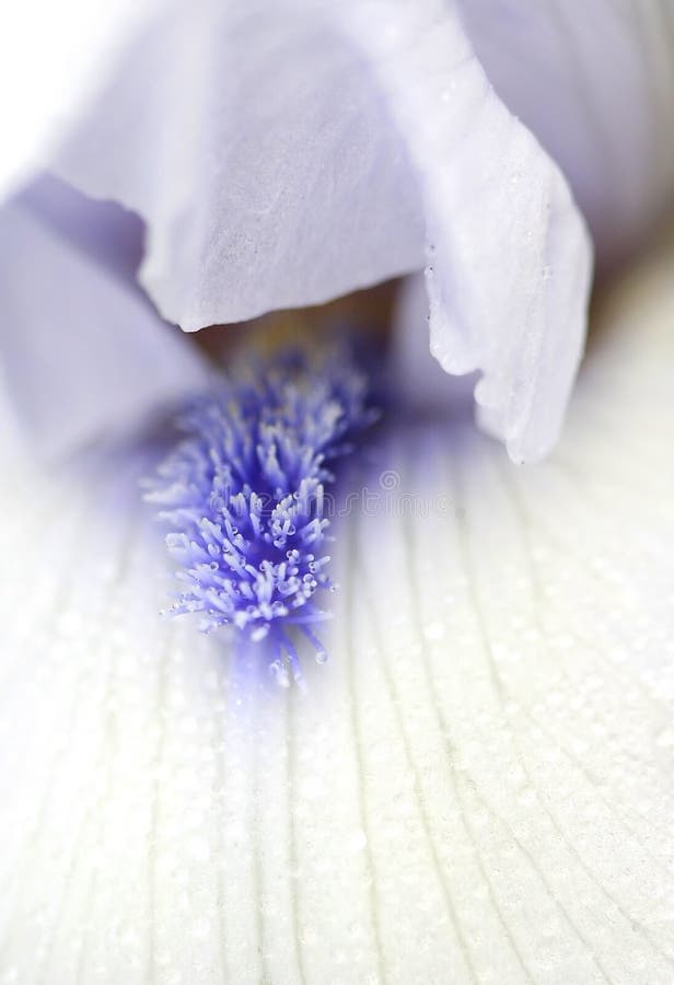 Adentro detalles de blanco a púrpura vistoso flor.